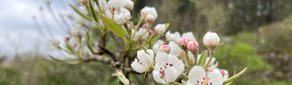 Hanami (花見) Spring Blossom Festival